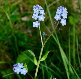 dischidia plant Dischidia 'Platyphylla' 4