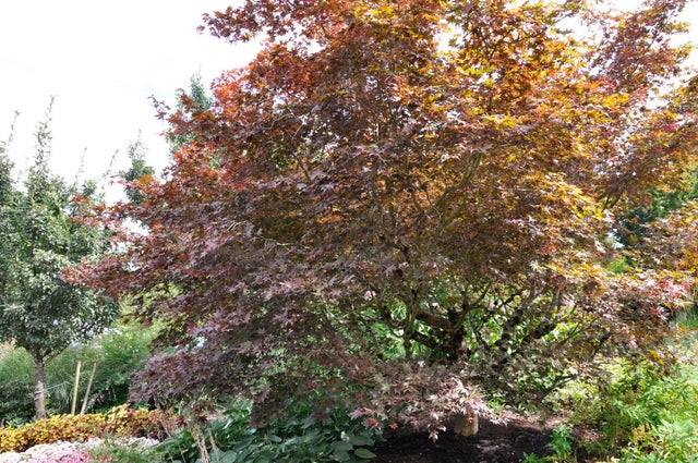 Trees & Shrubs | Boulevard Flower Gardens