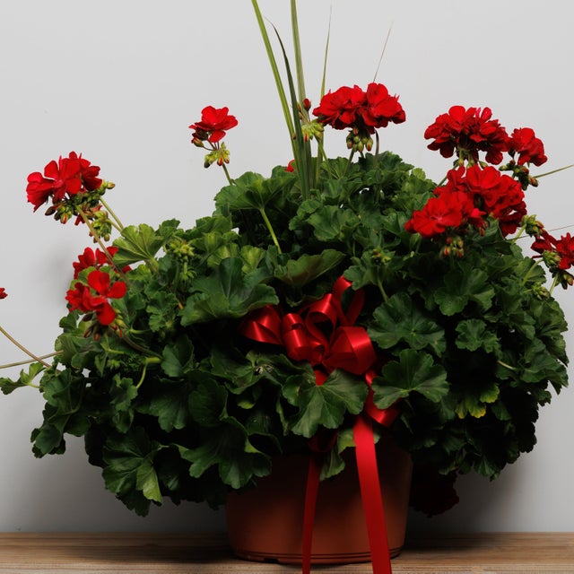 LEAF L POP CENTURY オーランドブルーム Amazon.com : CHUXAY GARDEN Anthurium-Tailflower,Flamingo Flower