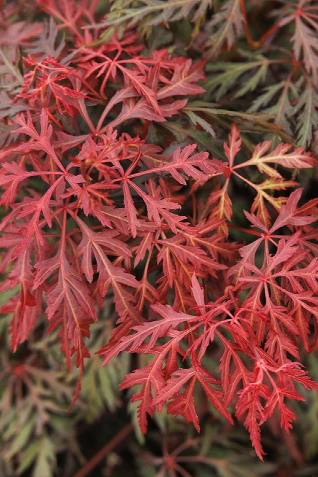 Trees & Shrubs | Boulevard Flower Gardens