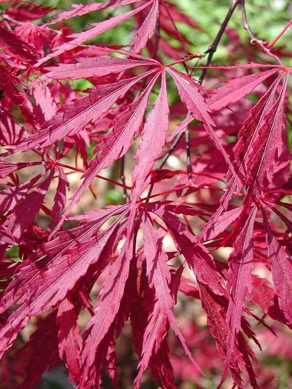 Trees & Shrubs | Boulevard Flower Gardens