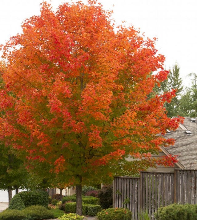 Trees & Shrubs | Boulevard Flower Gardens
