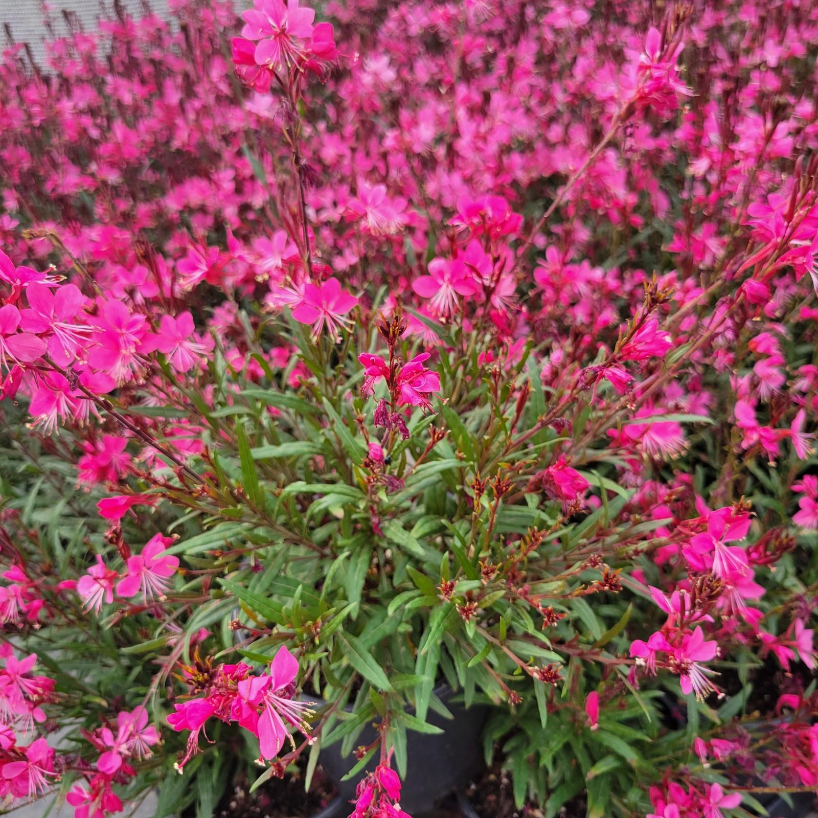 Gaura belleza dark pink boulevard flower gardens