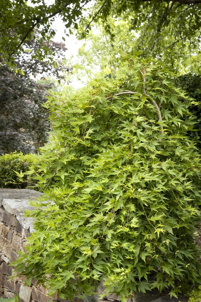 Trees & Shrubs | Boulevard Flower Gardens