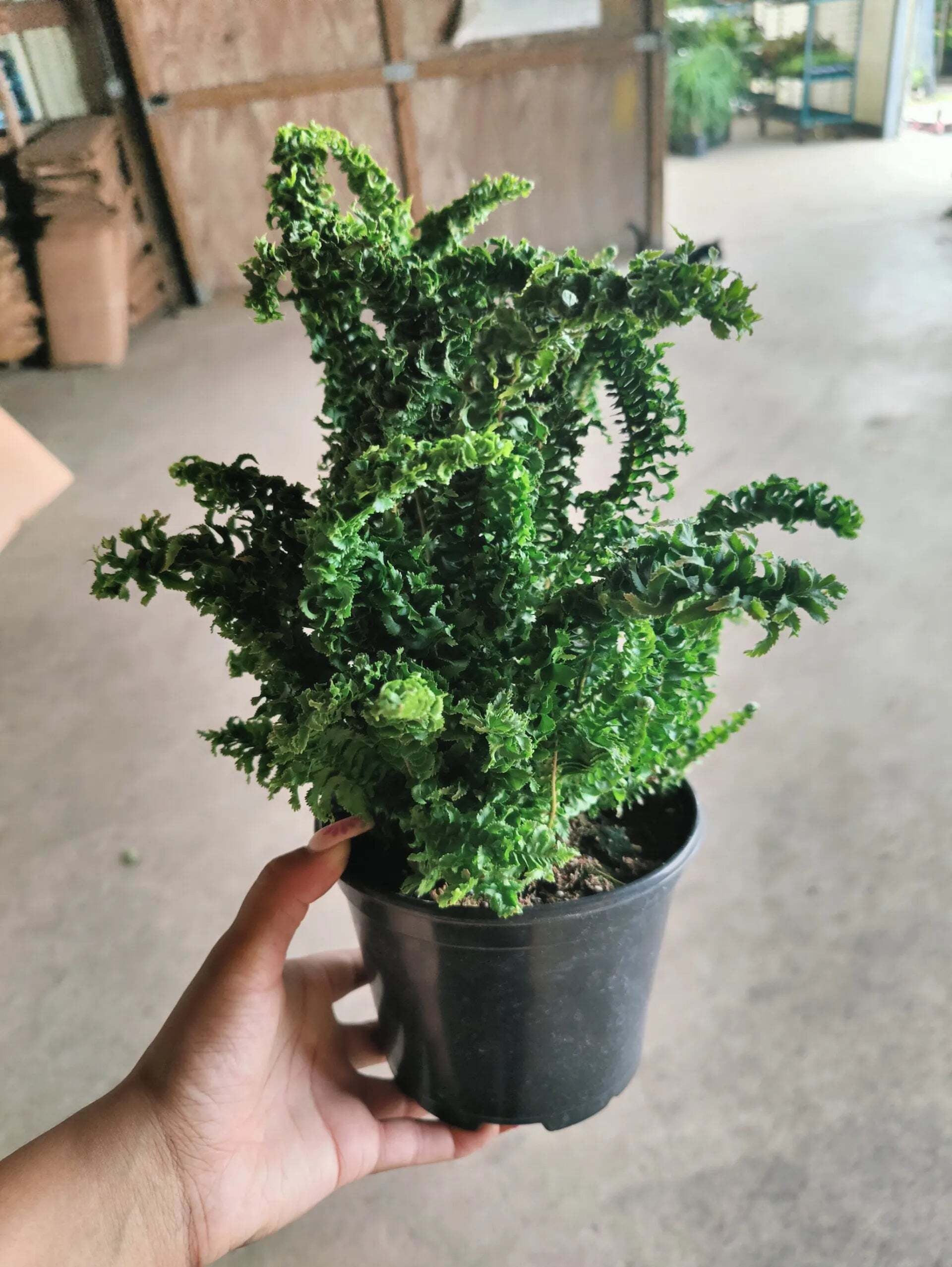 Fern Boston Curly 4" | Boulevard Flower Gardens